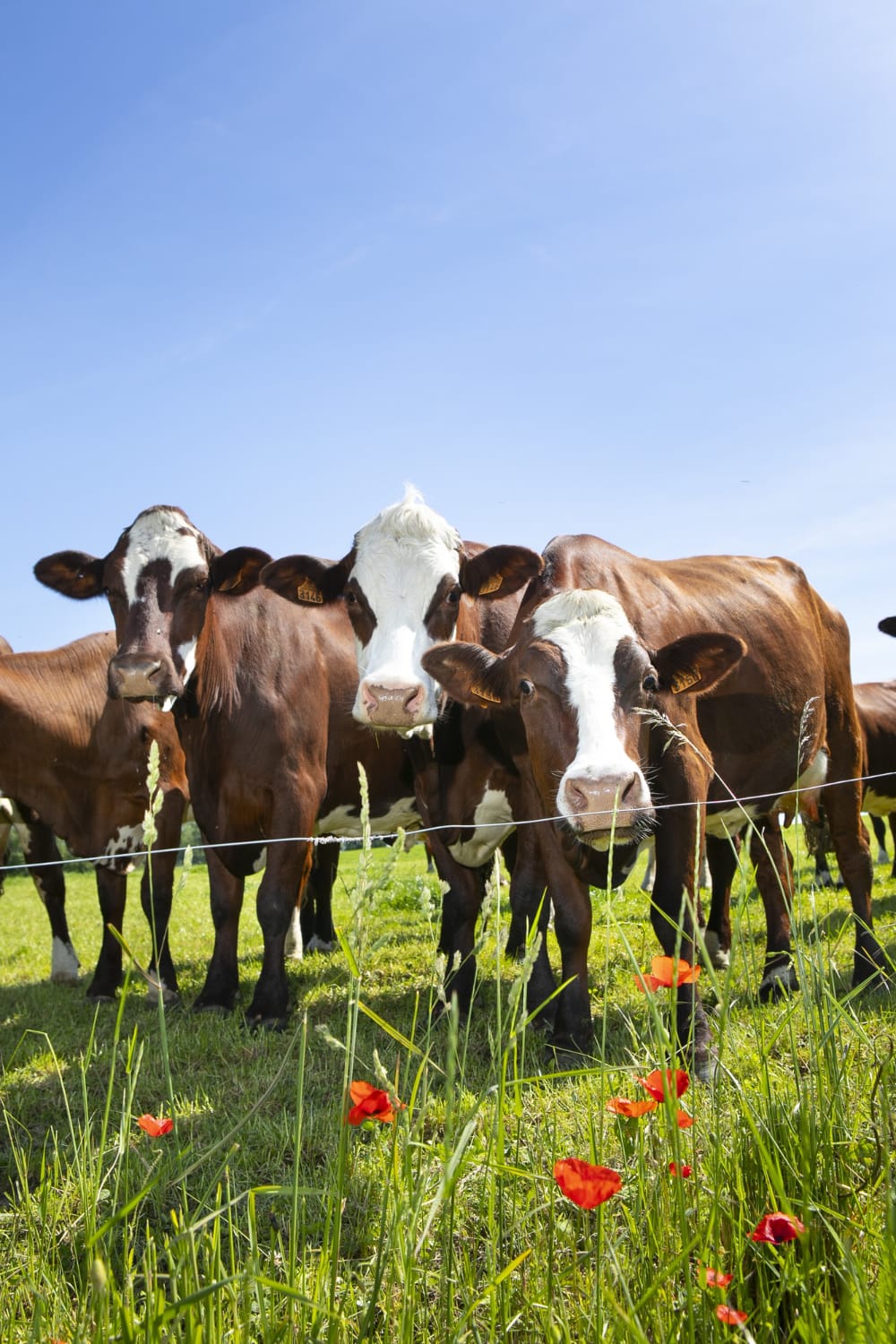 Cows grazing in a green pasture